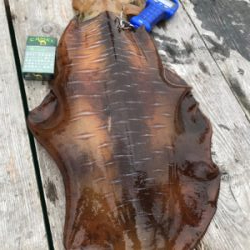 3.3キロ釣れたよー