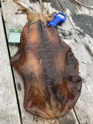 3.3キロ釣れたよー