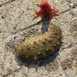 オクトパッシング、まだ早かった。。。