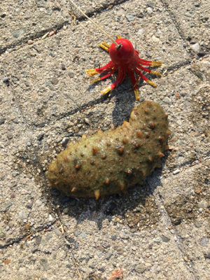 オクトパッシング、まだ早かった。。。