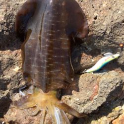 エギング2時間釣行