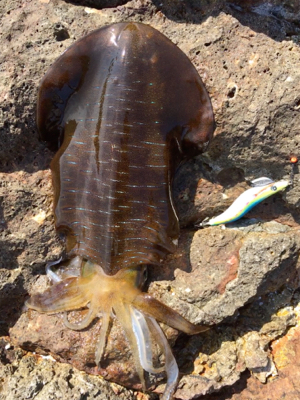 エギング2時間釣行