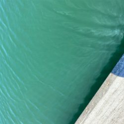 ハゼが浮いている