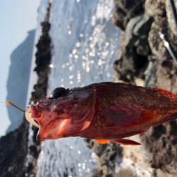 梅雨入り前のボート釣り