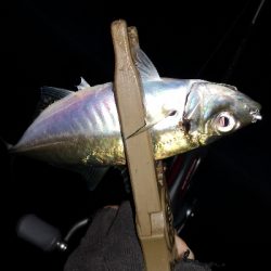 アジング 練習 148