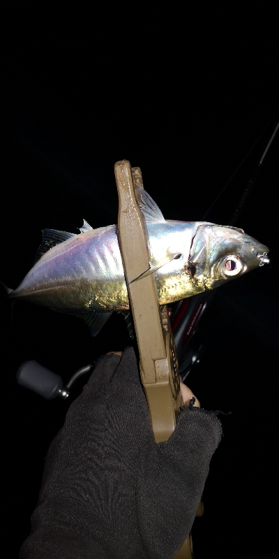 アジング 練習 148