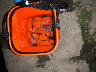 今年初手長海老