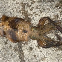 坊主記録からの新記録！