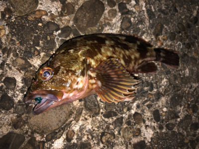 嬉しい外道•*¨*•.¸¸☆*･ﾟ