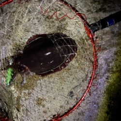 今年は甲烏賊ばっかり！