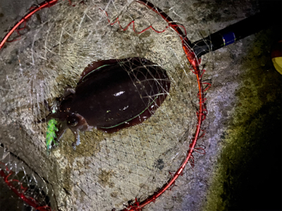 今年は甲烏賊ばっかり！