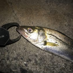 久しぶりの投稿