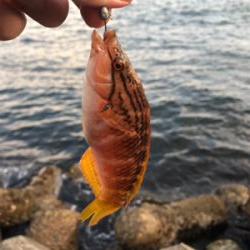 サバが明石にやってきた！