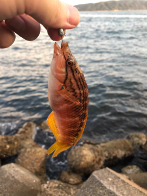 サバが明石にやってきた！