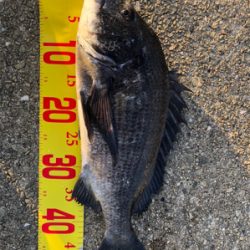 歳なし真チヌきたぁぁ!、