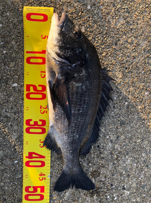 歳なし真チヌきたぁぁ!、