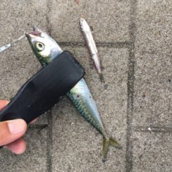 もはや逆にサバング堪能♪