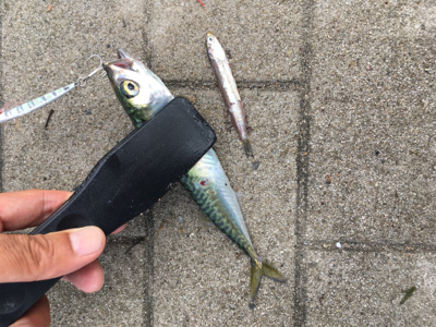 もはや逆にサバング堪能♪