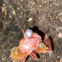 ガシラは釣れる^_^♫