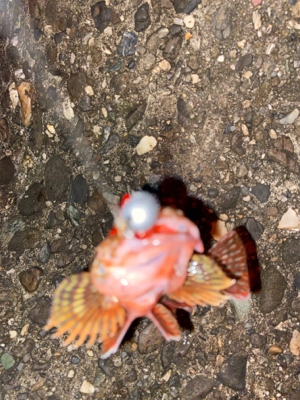 ガシラは釣れる^_^♫