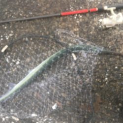 大雨の中のダツ85センチ