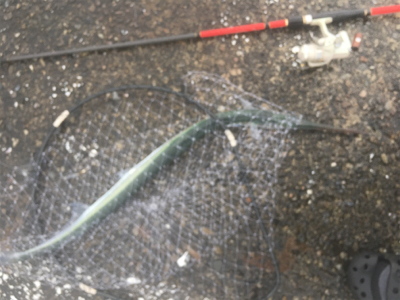 大雨の中のダツ85センチ