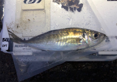 朝マズメアジング