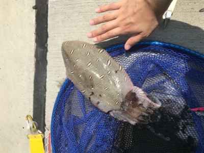 久しぶりのエギング