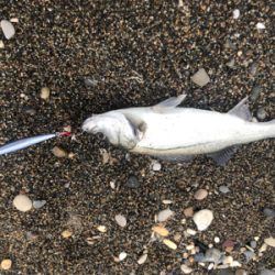 北海道　シーバス　レア