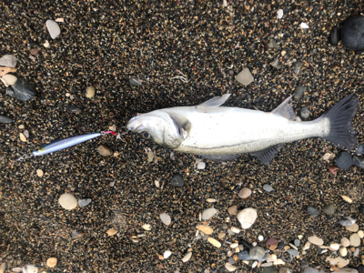 北海道　シーバス　レア