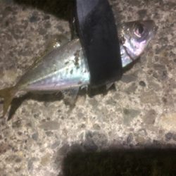 夜中のアジング