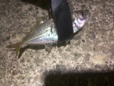 夜中のアジング