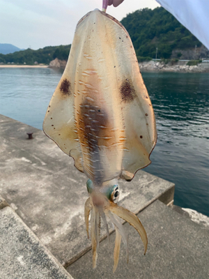 アジ確保からヤエン