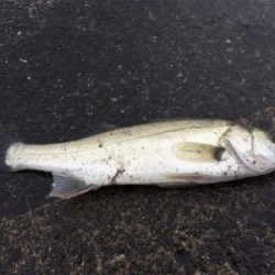 シーバス求めて