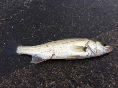 シーバス求めて