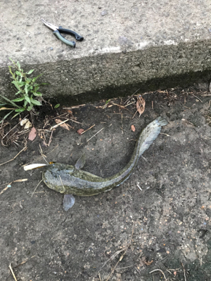 増水後のナマズ釣り