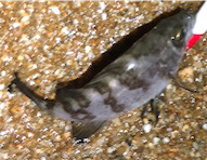 ロックプラッキング