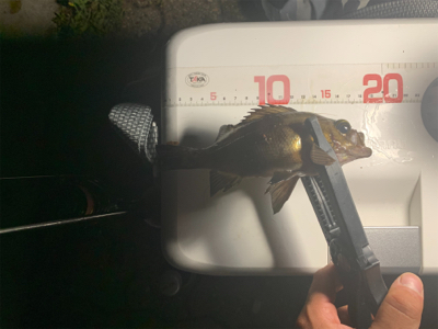 アジングのはずが…