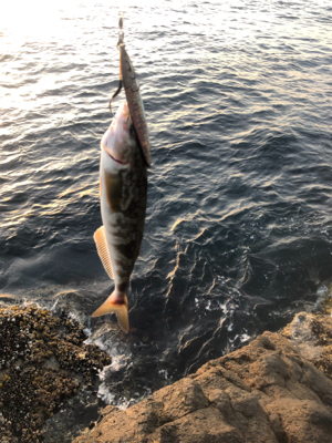 ラピードF160でまさかの…笑