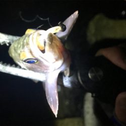 ワームがなくなっちゃうよメバリング