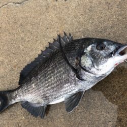 雨の午後からチヌ狙い