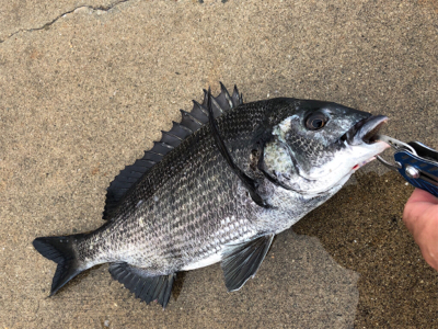 雨の午後からチヌ狙い