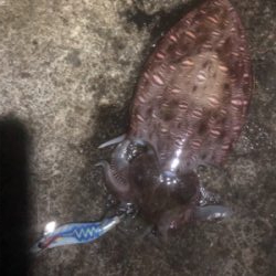 コウイカエギング