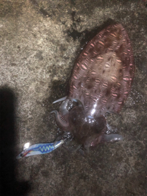 コウイカエギング