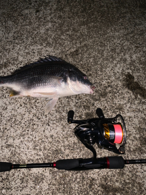 まさかまさかのチニング