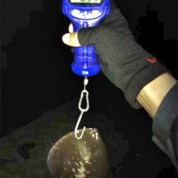 キロオーバーには程遠いけどσ(^_^;)アオリイカ  GET!