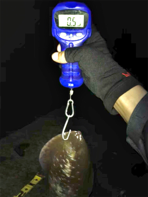 キロオーバーには程遠いけどσ(^_^;)アオリイカ  GET!