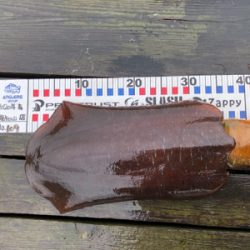 超久々にエギでキロアップ