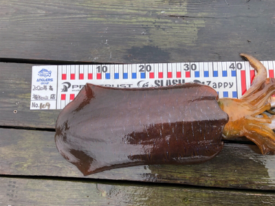 超久々にエギでキロアップ