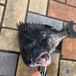 雨降りチヌ釣行